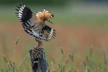 Dudek (Upupa epopee) hoopoe © Patryk