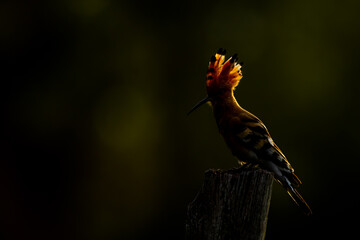 Dudek (Upupa epopee) hoopoe © Patryk