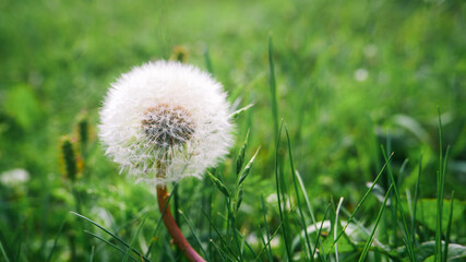 Dandelion on a background of green spring grass