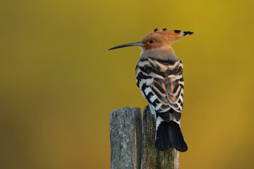 Dudek (Upupa epopee) hoopoe
