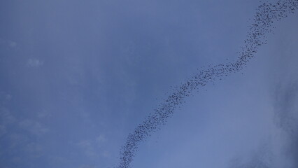 a lot of bats in the sky from bat cave