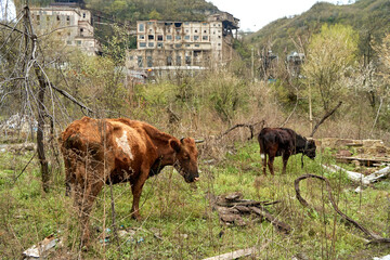 Wild cows graze in an abandoned city
