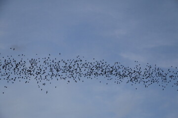 a lot of bats flying to the moon background