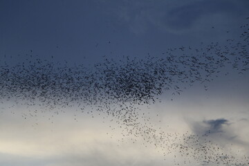 a lot of bats flying to the moon background