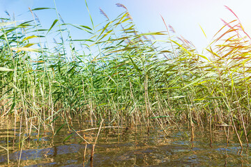 Obraz premium Green water grass under blue sunny sky