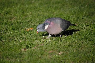 bird in the grass