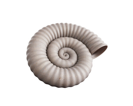 Sea shell isolated on white background. 3d rendering