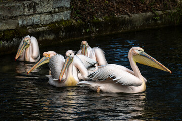 Great White Pelican, Pelecanus onocrotalus in a park