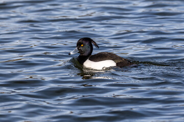 Mute swan, Cygnus olor swimming on a lake in Munich, Germany