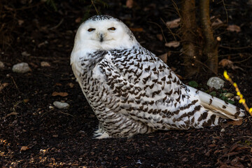 The Snowy Owl, Bubo scandiacus is a large, white owl of the owl family
