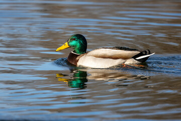 Wild duck or mallard, Anas platyrhynchos swimming in a lake in Munich, Germany