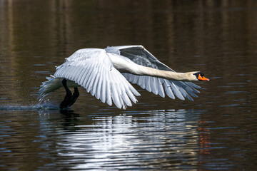 Mute swan, Cygnus olor flying over a lake in the English Garden in Munich, Germany