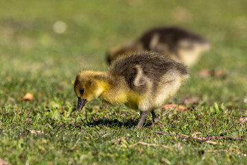 Naklejka na ściany i meble Beautiful yellow fluffy greylag goose baby gosling in spring, Anser anser