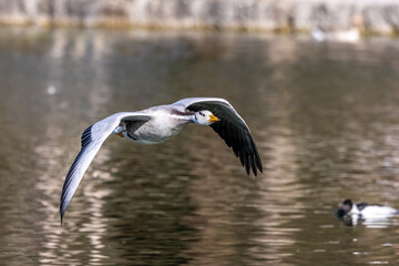 The bar-headed goose, Anser indicus flying over a lake in English Garden in Munich