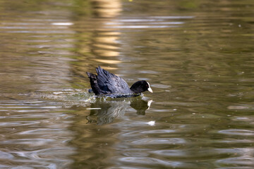 Eurasian coot, Fulica atra chasing each other by running across the water