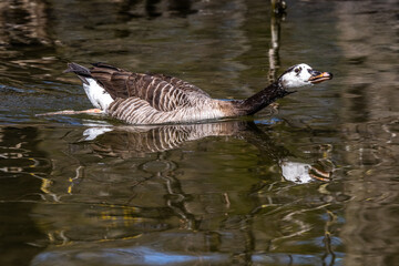 Barnacle goose, Branta leucopsis at a lake near Munich in Germany.