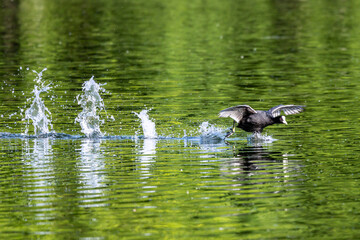 Eurasian coot, Fulica atra chasing each other by running across the water