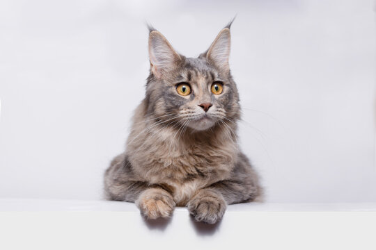Funny large longhair gray kitten with beautiful big brawn eyes. Lovely fluffy cat Maine Coon breed lying on white table. Free space for text.