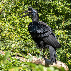 Abyssinian northern Ground Hornbill, Bucorvus abyssinicus strange bird