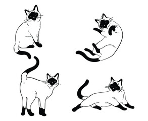 Set or siamese cats. Сollection of cute posing kittens. Fluffy pets. Vector illustration isolated on white background.