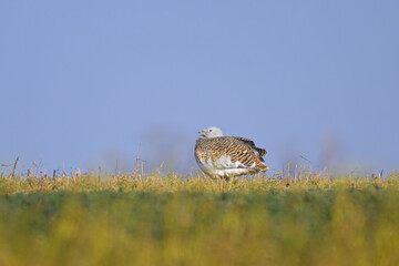 Great bustards on a field in winter