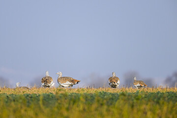 Great bustards on a field in winter