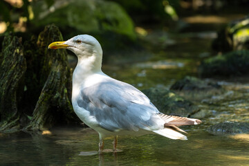 The European Herring Gull, Larus argentatus is a large gull
