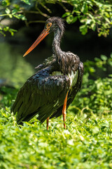 Black stork, Ciconia nigra in a german nature park