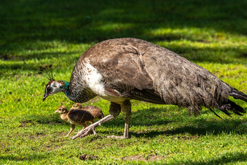 The Indian peafowl mom with little babies. Blue peafowl, Pavo cristatus is a large and brightly coloured bird