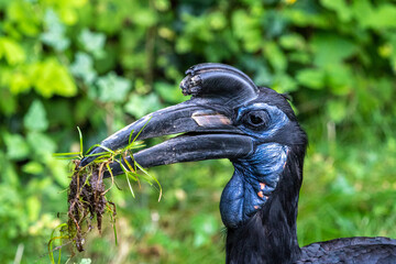 Abyssinian northern Ground Hornbill, Bucorvus abyssinicus strange bird