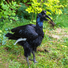 Abyssinian northern Ground Hornbill, Bucorvus abyssinicus strange bird