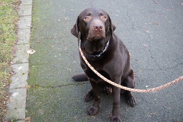 Großer brauner Mischlingshund an Leine sitzt auf Feldweg bei Regen im Winter