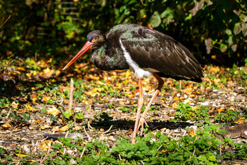 Black stork, Ciconia nigra in a german nature park