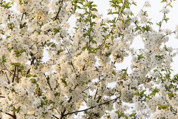 Cherry tree blossoms. White spring flowers close-up. Soft focus spring seasonal background.