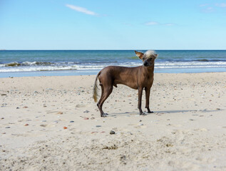 A pet dog on a sea shore. Pedigree dog Xoloitzkuintli or Mexican Crested Dog.