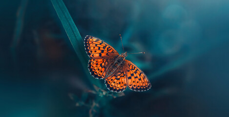Macro or an orange butterfly on teal and green colored grass. Shallow depth of field, dreamy and magical scenery, light shining from the corner. Wide horizontal photo