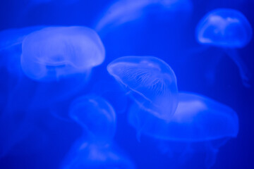 Closeup of Sea Moon jellyfish translucent blue light 