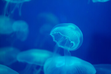 jellyfish in the water