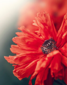 Macro or a single red poppy flower against soft, blurred background with light shining. Shallow depth of field. Center of the flower visible
