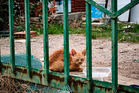 Gato Tras Las Puertas