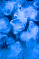 Closeup of Sea Moon jellyfish translucent blue light 