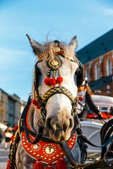 Decorated horses for riding tourists in a carriage, Krakow, Poland - 480169201