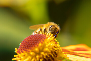 Honey bee covered with yellow pollen drink nectar, pollinating flower. Inspirational natural floral spring or summer blooming garden background. Life of insects. Extreme macro close up selective focus