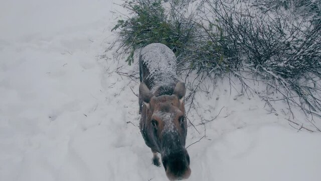 The moose looks at the approaching drone, worries and sniffs it. Farm for the domestication of moose. A hardy long-legged artiodactyl animal. Shot on a drone.