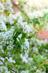 Cherry tree blossoms. White spring flowers close-up. Soft focus spring seasonal background.