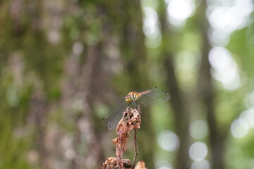 森の中のトンボ