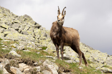 Tatra Chamois (Rupicapra rupicapra tatrica) in the natural environment.