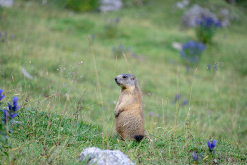 Alpine marmot in the natural environment. Dolomites. Italy.