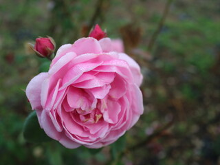 pink roses blooming against green background