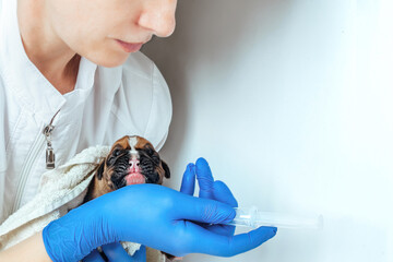 A veterinarian provides first aid to a newborn puppy of a German boxer. Syringe feeding the puppy....